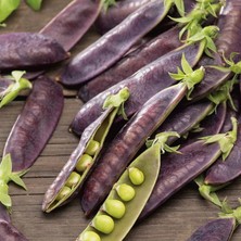 Zengarden Şiraz Siyah Bezelye Tohumu Shiraz Snow Pea Purple Mangetout