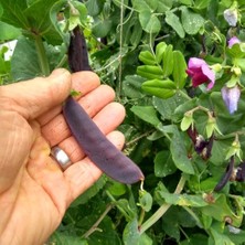 Zengarden Şiraz Siyah Bezelye Tohumu Shiraz Snow Pea Purple Mangetout