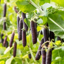 Zengarden Blauwschokker Mor Bezelye Tohumu Atalık Çeşit