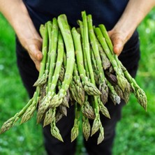 Zengarden Mary Washington Kuşkonmaz Tohumu Atalık Asparagus Seeds