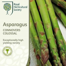 Zengarden Kuşkonmaz Tohumu Connovers Colossal Asparagus Officinallis Ödüllü