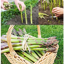 Zengarden Kuşkonmaz Tohumu Connovers Colossal Asparagus Officinallis Ödüllü