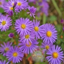 Zengarden Mavi Aster Tohumu