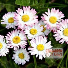 Zengarden Bellis Perennis Tohumu Atalık Yayılıcı Pompon Papatya