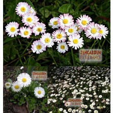 Zengarden Bellis Perennis Tohumu Atalık Yayılıcı Pompon Papatya