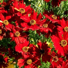 Zengarden Uzun Boylu Kırmızı Kızgözü Çiçeği Tohumu Coreopsis Plains