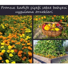 Zengarden Nemo Karışımı Fransız Kadife Çiçeği Tohumu Nematod Kontrolü