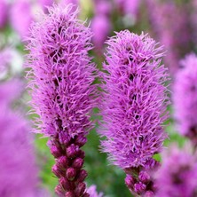 Zengarden Liatris Tohumu Değnek Çiçeği Dense Blazing Star