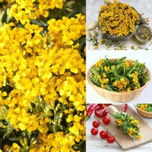 Zengarden Tagetes Lucida Sweet Mace Tohumu Meksika Tarhun Kadife Çiçeği