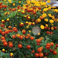 Zengarden Fransız Kadife Çiçeği Tohumu French Marigold Sparky Mix Tagetes Patula