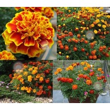 Zengarden Fransız Kadife Çiçeği Tohumu French Marigold Sparky Mix Tagetes Patula