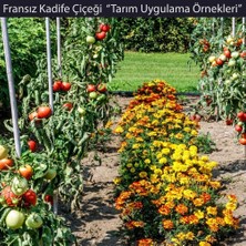 Zengarden Fransız Kadife Çiçeği Tohumu Bodur Petite Serisi Karışım Tagetes