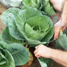 Zengarden Baş Yapan Karalahana Tohumu Dev Yapraklı Collard Green Heading