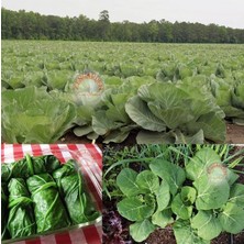 Zengarden Baş Yapan Karalahana Tohumu Dev Yapraklı Collard Green Heading