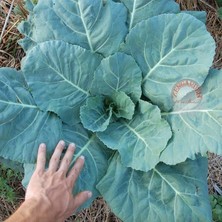 Zengarden Erkenci Karalahana Tohumu Collard Green Champion