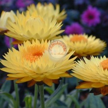 Zengarden Ölümsüz Çiçek Helichrysum Tohumu Büyük Çiçekli Karışım