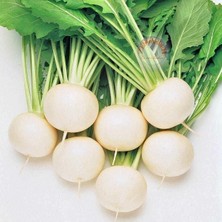 Zengarden Beyaz Şalgam Tohumu Geleneksel White Egg Turnip