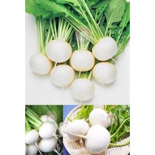 Zengarden Beyaz Şalgam Tohumu Geleneksel White Egg Turnip