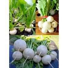 Zengarden Beyaz Şalgam Tohumu Geleneksel White Egg Turnip