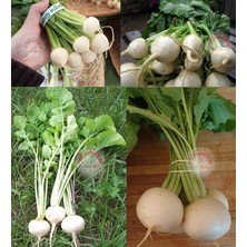 Zengarden Beyaz Şalgam Tohumu Geleneksel White Egg Turnip