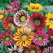 Zengarden Hibrit Gazanya Tohumu Renkli Karışım Gazania Rigens Hybrids Mixed