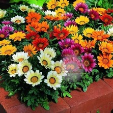 Zengarden Hibrit Gazanya Tohumu Renkli Karışım Gazania Rigens Hybrids Mixed