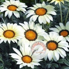 Zengarden Hibrit Gazanya Tohumu Renkli Karışım Gazania Rigens Hybrids Mixed