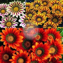 Zengarden Hibrit Gazanya Tohumu Renkli Karışım Gazania Rigens Hybrids Mixed