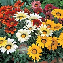 Zengarden Gazanya Tohumu Hazine Çiçeği Renkli Karışım Gazania Mixed