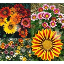 Zengarden Gazanya Tohumu Hazine Çiçeği Renkli Karışım Gazania Mixed