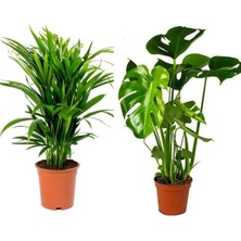 Serada Decor Plant Areka Dağ Palmiyesi - Deve Tabanı Seti Hediye Paketi+ Kart Notu