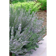 TNC Garden Groups Biberiye – Rosmarinus Officinalis 30 Adet