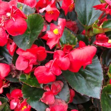 TNC Garden Groups Begonya – Begonia Kırmızı Renk 10 Adet