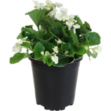 TNC Garden Groups Begonya – Begonia Beyaz Renk 20 Adet