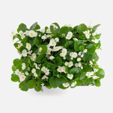 TNC Garden Groups Begonya – Begonia Beyaz Renk 20 Adet