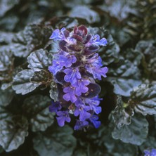 TNC Garden Groups Ajuga Bitkisi – Mayasıl Otu 40 Adet