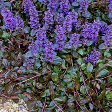 TNC Garden Groups Ajuga Bitkisi – Mayasıl Otu 40 Adet