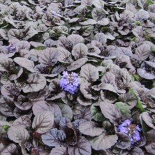 TNC Garden Groups Ajuga Bitkisi – Mayasıl Otu 40 Adet