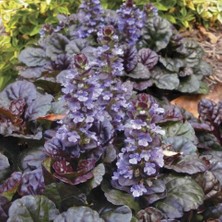 TNC Garden Groups Ajuga Bitkisi – Mayasıl Otu 40 Adet