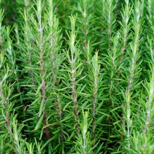 TNC Garden Groups Biberiye – Rosmarinus Officinalis 5 Adet