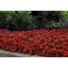 TNC Garden Groups Cam Güzeli Çiçeği -Impatiens Walleriana - Kırmızı 10 Adet