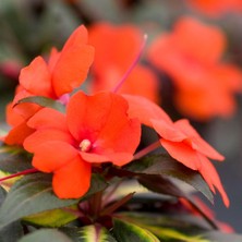 TNC Garden Groups Cam Güzeli Çiçeği -Impatiens Walleriana - Kırmızı 10 Adet