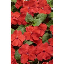 TNC Garden Groups Cam Güzeli Çiçeği -Impatiens Walleriana - Kırmızı 10 Adet