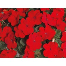 TNC Garden Groups Cam Güzeli Çiçeği -Impatiens Walleriana - Kırmızı 10 Adet