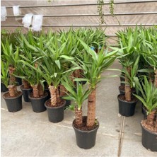 Bitkim Sende Yuka Bitkisi ( Yucca ) (75 cm / 100 cm ) Hediyelik Saksı Çiçeği Ofis