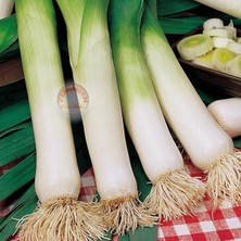 Zengarden Musselburgh Dev Pırasa Tohumu Atalık Giant Musselburgh Leek