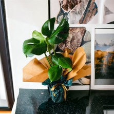 Bitkim Sende Deve Tabanı Bitkisi Özel Tasarım Hediye Çiçek Hediye Paketi+ Kart Notu