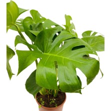 Bitkim Sende Monstera, Deve Tabanı 40-60CM Hediye Paketi+ Kart Notu