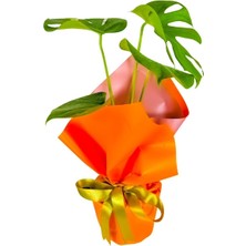 Bitkim Sende Pearl Harbor Deve Tabanı Bitkisi Hediye Paketi+ Kart Notu