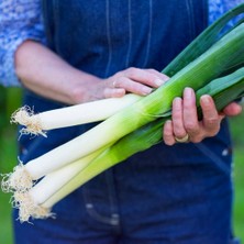 Zengarden Sofralık Pırasa Tohumu Atalık White Spear Allium Porrum